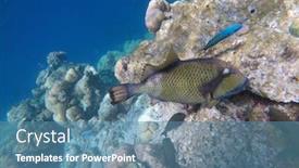  Presentation with fish ocean - Beautiful PPT layouts featuring titan-trigger-fish backdrop and a teal colored foreground