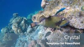  Presentation with water ocean - Colorful PPT theme enhanced with titan-trigger-fish backdrop and a seafoam green colored foreground