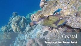  Presentation with fish ocean - PPT layouts having titan-trigger-fish background and a seafoam green colored foreground
