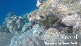  Presentation with fish ocean - Amazing presentation having titan-trigger-fish backdrop and a gray colored foreground