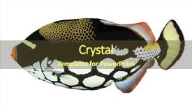  Presentation with fish in ponds - Audience pleasing theme consisting of titanic - fish - clown triggerfish isolated backdrop and a tawny brown colored foreground