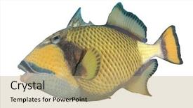  Presentation with fish shumay - Slides having titanic - fish isolated titan triggerfish background and a yellow colored foreground