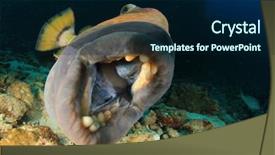  Presentation with mouth jaw bone - Presentation theme with titanic - fish mouth and teeth titan background and a navy blue colored foreground