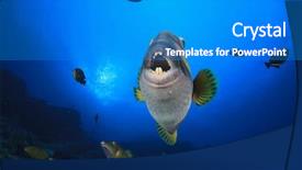  Presentation with reef octopus underwater - Theme featuring titanic - titan triggerfish fish coral reef background and a teal colored foreground