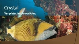  Presentation with coral - PPT theme enhanced with titanic - titan triggerfish fish eats coral background and a  colored foreground