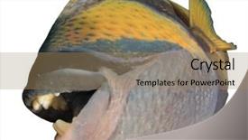  Presentation with fish - Presentation consisting of titanic - titan triggerfish fish isolated background and a coral colored foreground