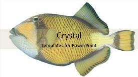  Presentation with fish - Slide deck with titanic - titan triggerfish fish isolated background and a yellow colored foreground