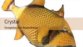  Presentation with fish - Cool new slides with titanic - titan triggerfish fish isolated backdrop and a gold colored foreground
