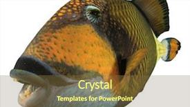  Presentation with fish - PPT theme having titanic - titan triggerfish fish isolated background and a tawny brown colored foreground