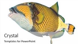  Presentation with fish shumay - PPT layouts having titanic - titan triggerfish fish isolated background and a white colored foreground