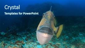  Presentation with odontology teeth mold - Colorful presentation design enhanced with titanic - titan triggerfish fish teeth backdrop and a  colored foreground