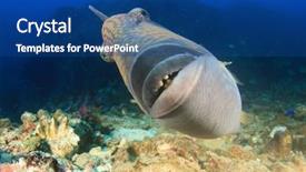  Presentation with colorful teeth movable - PPT layouts having titanic - titan triggerfish fish teeth background and a ocean colored foreground