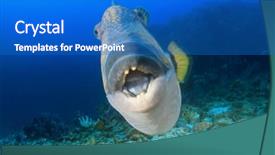  Presentation with diabetes and teeth - PPT theme enhanced with titanic - titan triggerfish fish teeth background and a teal colored foreground
