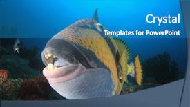  Presentation with animated fish - Presentation theme having titanic - titan triggerfish fish background and a teal colored foreground