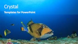  Presentation with reef octopus underwater - PPT layouts consisting of titanic - titan triggerfish on underwater coral background and a light gray colored foreground