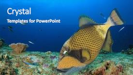  Presentation with coral reef - Colorful theme enhanced with titanic - titan triggerfish on underwater coral backdrop and a gray colored foreground