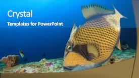  Presentation with reef octopus underwater - Cool new PPT theme with titanic - titan triggerfish on underwater coral backdrop and a teal colored foreground