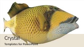  Presentation with tropical reef fish - Slide set featuring titanic - titan triggerfish reef fish isolated background and a yellow colored foreground