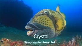  Presentation with divers - Presentation theme having titanic - titan triggerfish with scuba divers background and a ocean colored foreground