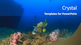  Presentation with divers - Theme featuring titanic - titan triggerfish with scuba divers background and a gray colored foreground