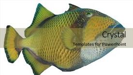  Presentation with tropical - Slide set enhanced with titanic - tropical fish isolated on white background and a gold colored foreground