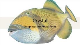  Presentation with tropical - Theme consisting of titanic - tropical fish titan triggerfish isolated background and a yellow colored foreground