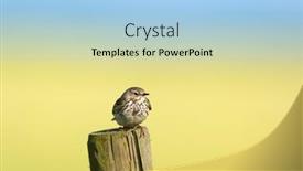 Presentation with pole - Slides having titlark-bird-sitting-on-pole background and a light blue colored foreground
