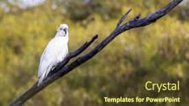  Presentation with sulphur - PPT layouts enhanced with title-a-sulphur-crested-cockatoo background and a  colored foreground
