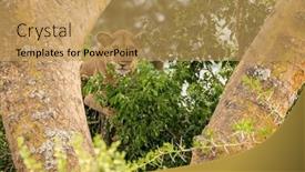  Presentation with juvenile - PPT theme consisting of title-juvenile-lion background and a  colored foreground