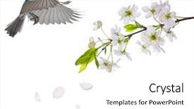  Presentation with cherry - Amazing PPT theme having tits - blue colored tit flying near backdrop and a white colored foreground