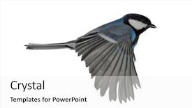  Presentation with flight - Theme featuring tits - blue colored tit in flight background and a white colored foreground