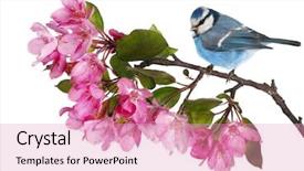  Presentation with white flowers - Cool new slide set with tits - blue tit and apple tree backdrop and a coral colored foreground