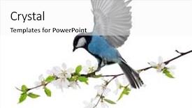  Presentation with cherry - Cool new slide deck with tits - blue tit and cherry tree backdrop and a white colored foreground