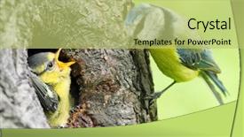  Presentation with blue - Slide set featuring tits - blue tit cyanistes caeruleus feeding background and a yellow colored foreground