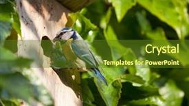  Presentation with blue marble video - Presentation design consisting of tits - blue tit cyanistes caeruleus background and a tawny brown colored foreground