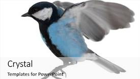  Presentation with five sided blue to white - Audience pleasing slide deck consisting of tits - blue tit in flight isolated backdrop and a  colored foreground