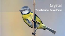  Presentation with winter blue - Colorful PPT theme enhanced with tits - blue tit on branch backdrop and a gray colored foreground