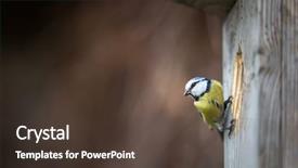  Presentation with blue house bakery - Presentation theme featuring tits - blue tit parus caeruleus background and a tawny brown colored foreground