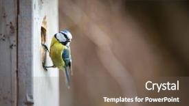  Presentation with blue house bakery - Audience pleasing PPT theme consisting of tits - blue tit parus caeruleus backdrop and a tawny brown colored foreground