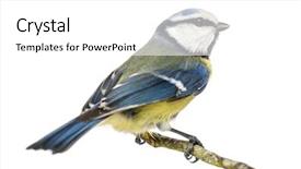  Presentation with branch - PPT theme having tits - blue tit perched background and a white colored foreground