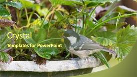  Presentation with grey black white - Beautiful theme featuring tits - coal tit small passerine bird backdrop and a tawny brown colored foreground