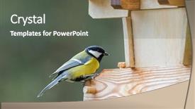  Presentation with grey black white - Presentation theme featuring tits - coal tit small passerine bird background and a dark gray colored foreground