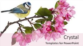  Presentation with apple tree golden - Presentation design with tits - eurasian blue tit and apple background and a lemonade colored foreground