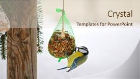  Presentation with winter blue - Cool new PPT theme with tits - eurasian blue tit bird parus backdrop and a lemonade colored foreground