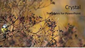  Presentation with blue - PPT theme with tits - eurasian blue tit cyanistes caeruleus background and a coral colored foreground