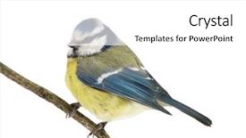  Presentation with pink and blue acrylic smoke white - Cool new slides with tits - eurasian blue tit isolated backdrop and a white colored foreground