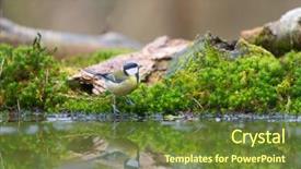  Presentation with drinking water - Amazing theme having tits - great tit - parus major backdrop and a tawny brown colored foreground