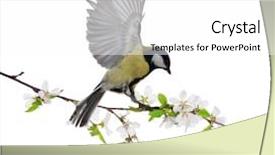  Presentation with cherry - Colorful presentation theme enhanced with tits - great tit and cherry tree backdrop and a white colored foreground