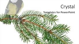  Presentation with white and green generic - Colorful theme enhanced with tits - great tit and green fir backdrop and a  colored foreground