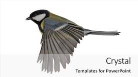  Presentation with grey black white brick - Amazing theme having tits - great tit in flight isolated backdrop and a  colored foreground